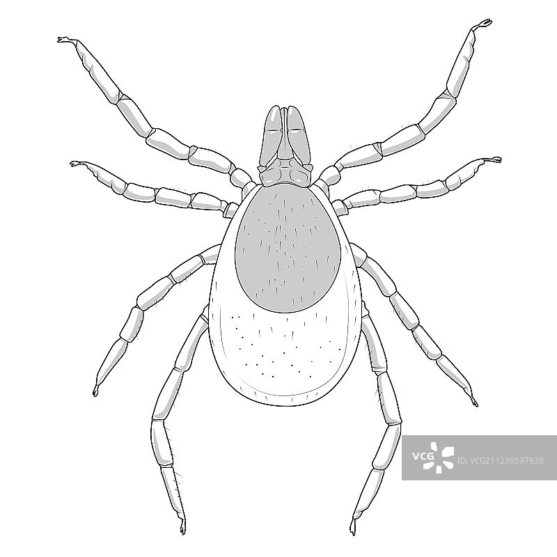 蜱螨虫昆虫图片素材