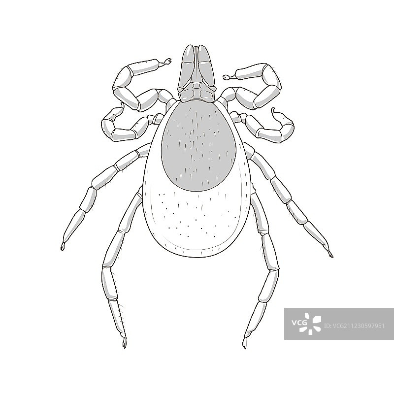 蜱螨虫昆虫图片素材