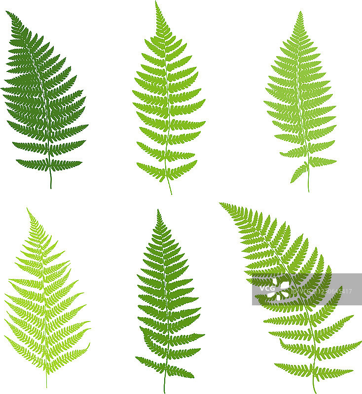 蕨类植物叶子的剪影图片素材