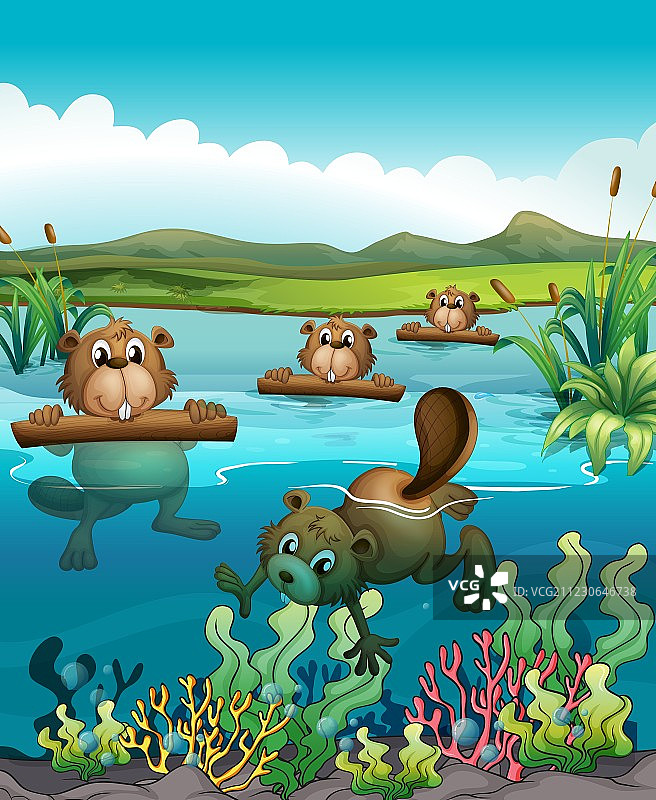 在河里玩耍的四只海狸图片素材