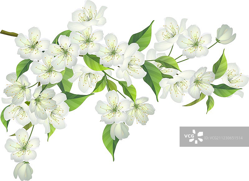 盛开的苹果树枝图片素材