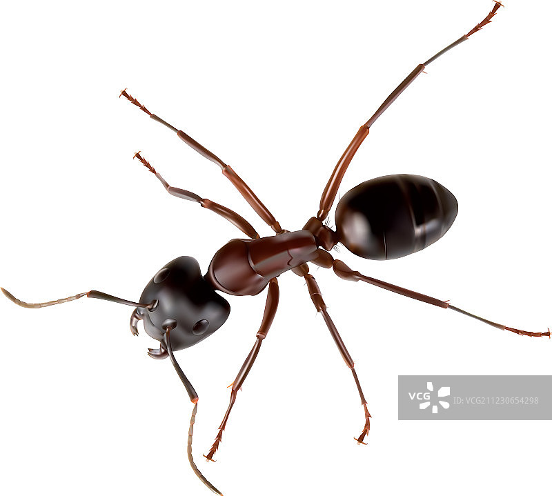 蚂蚁图片素材