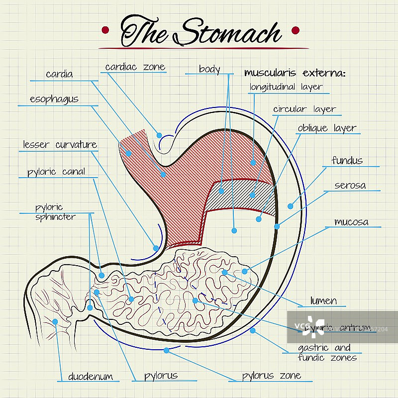 胃部解剖结构图片素材