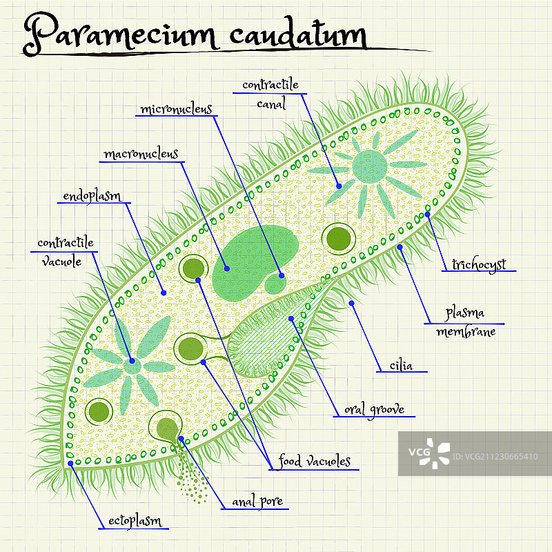 尾草履虫图片素材