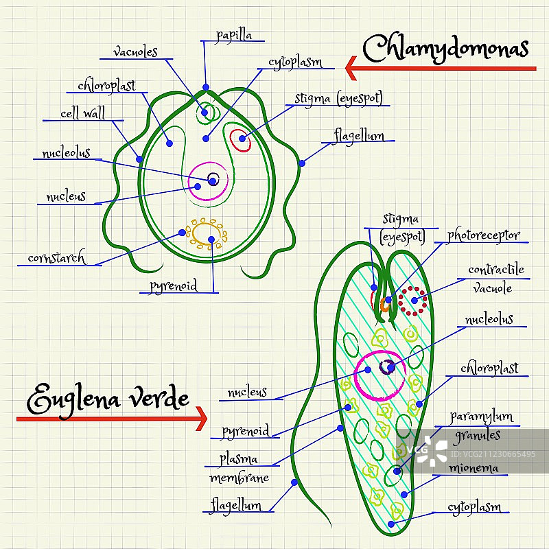 单细胞图片素材