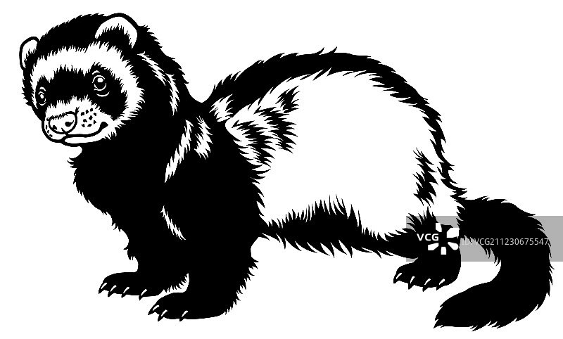 黑白雪貂图片素材