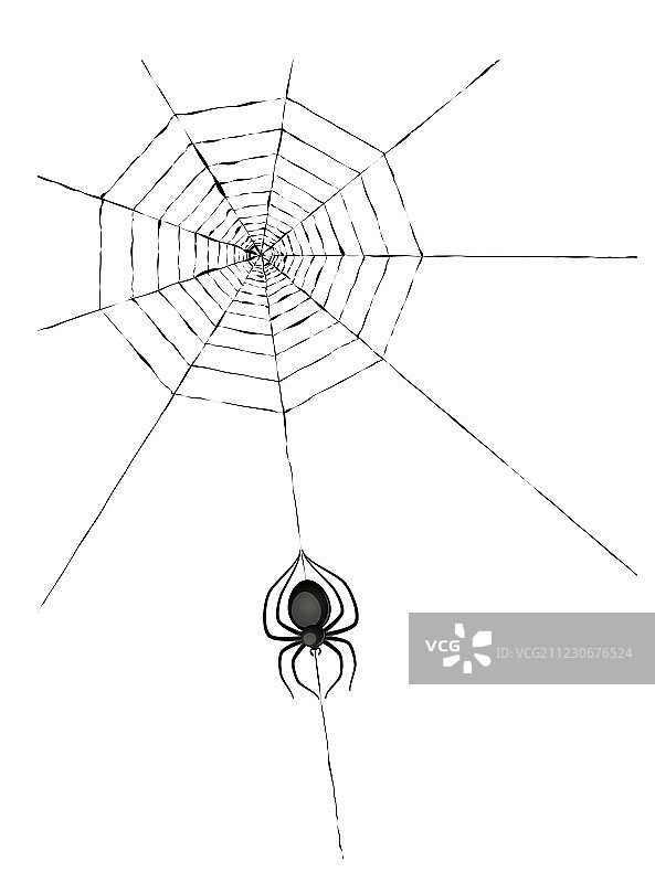 蜘蛛和蜘蛛网图片素材