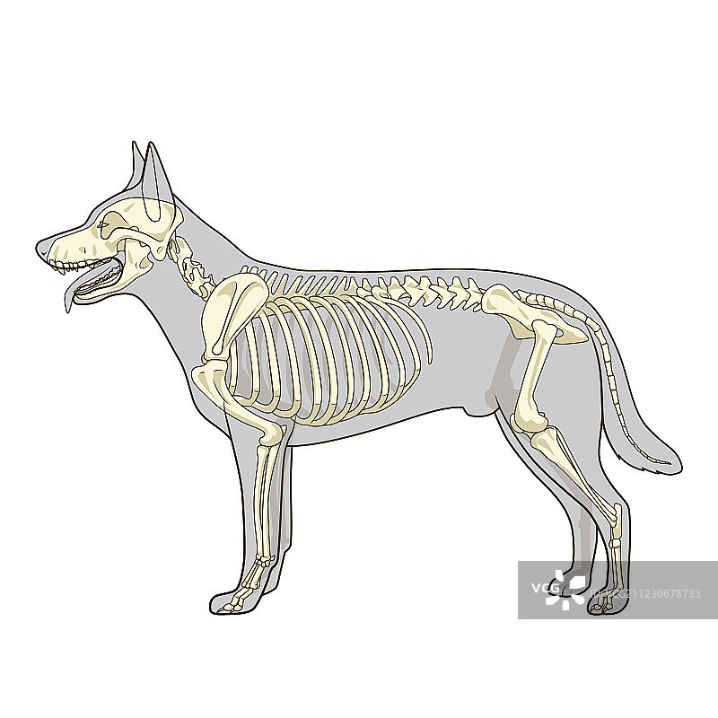 犬骨骼兽医图图片素材