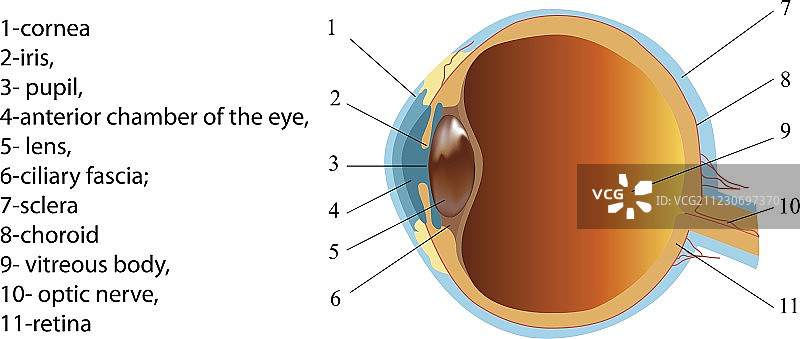 人眼结构剖面图海报图片素材