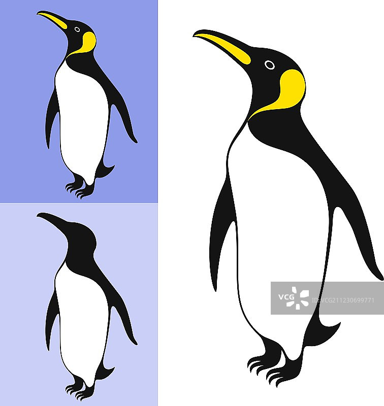 帝企鹅图片素材