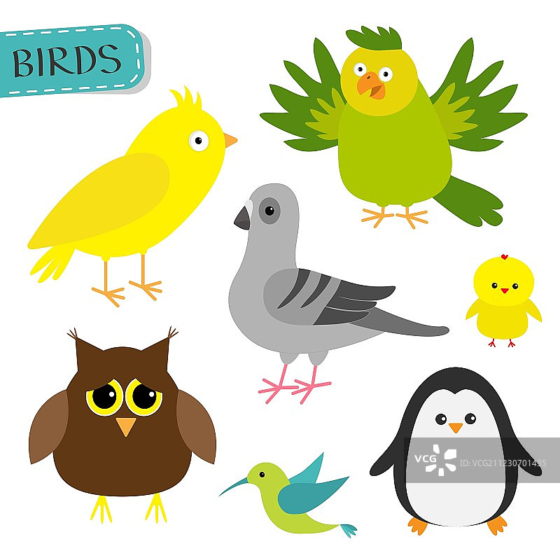蜂鸟、金丝雀、鹦鹉、鸽子图片素材