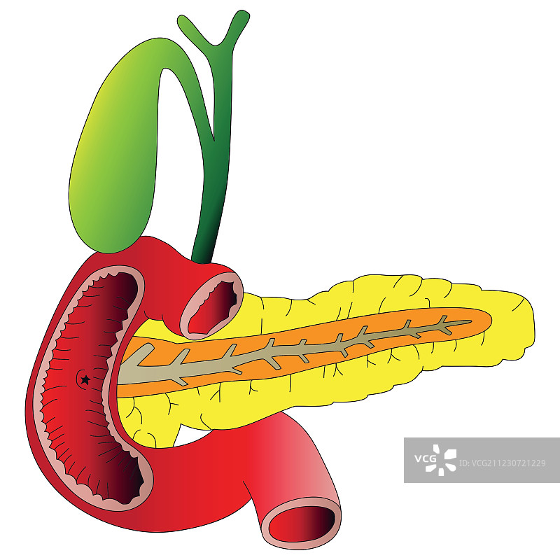 人体消化器官：胰腺、胆囊、十二指肠图片素材