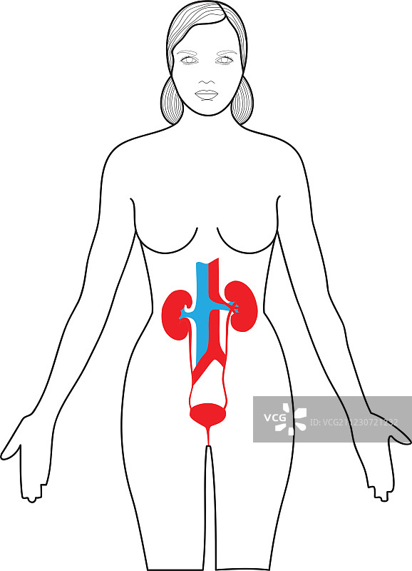 肾脏和膀胱的示意图图片素材