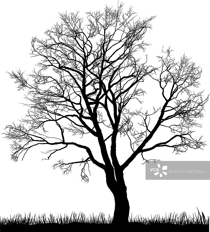 冬季的核桃树图片素材