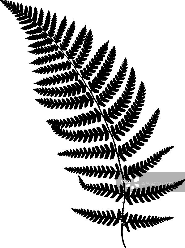 黑色剪影蕨叶图片素材