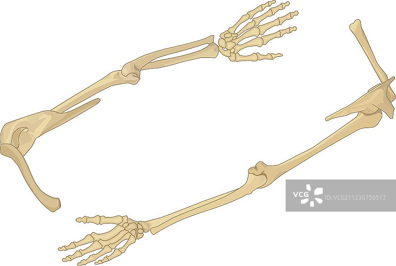 肩胛骨扁平2.5D图图片素材