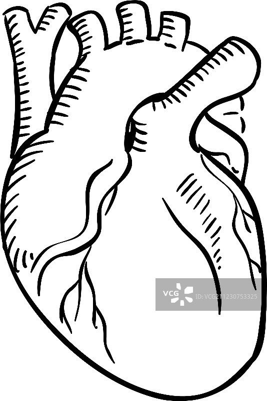 独立的人类心脏轮廓草图图片素材