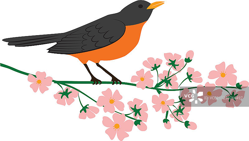 知更鸟图片素材