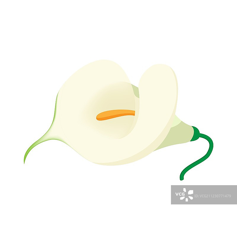卡通风格的白色马蹄莲图标图片素材