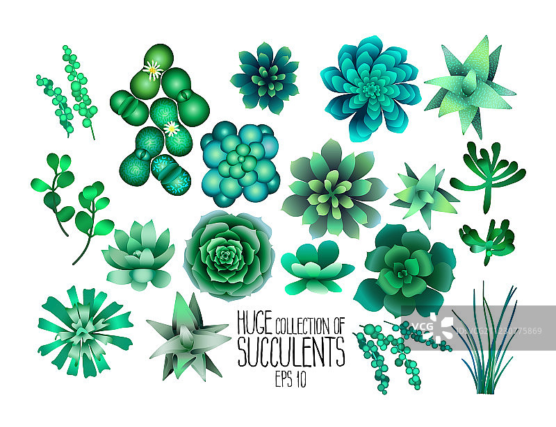 巨型多肉植物合集图片素材