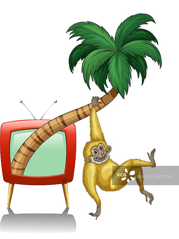 白长臂猿挂在树枝上图片素材