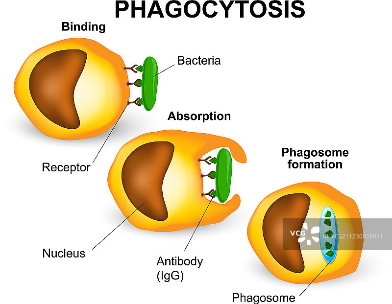 吞噬作用图片素材