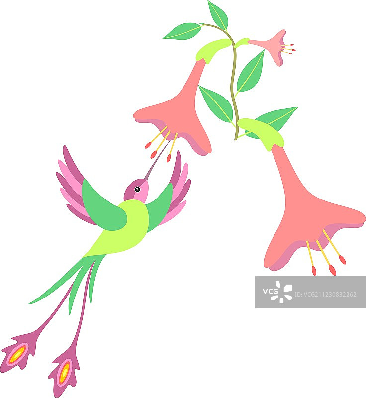 蜂鸟图片素材