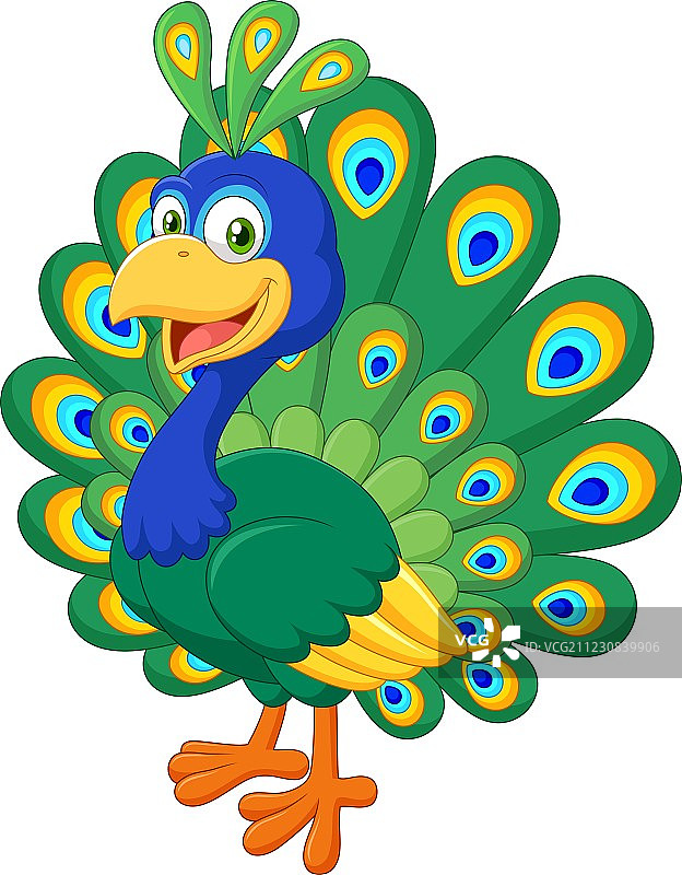 白色背景上美丽的孔雀图片素材