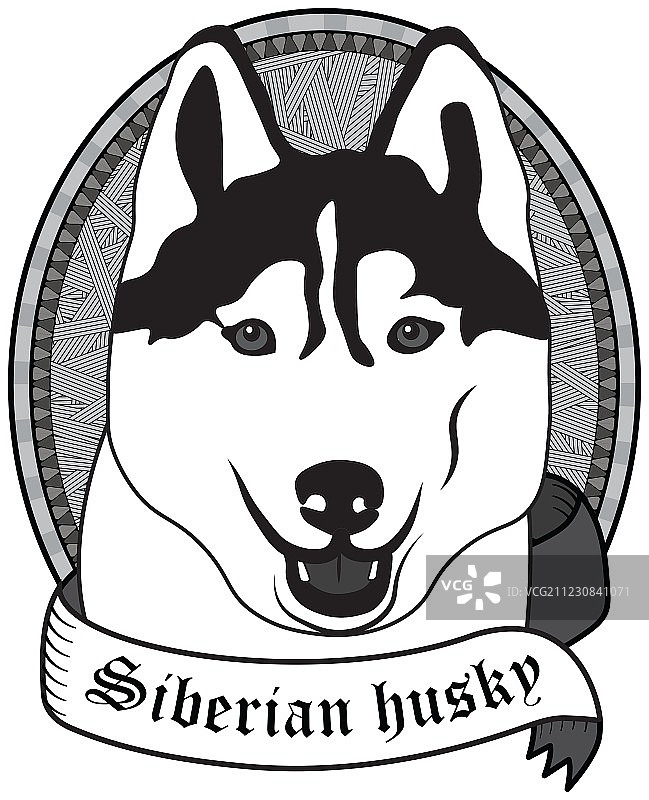 西伯利亚哈士奇犬的肖像图片素材