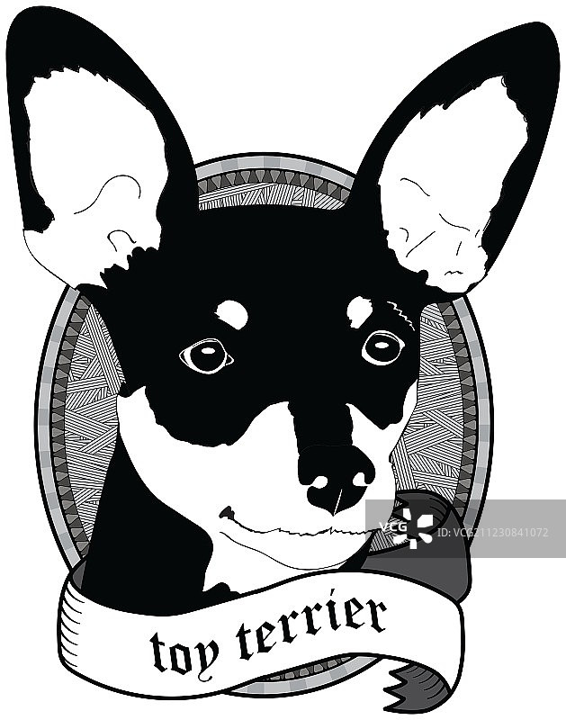 玩具梗犬肖像隔离犬图片素材