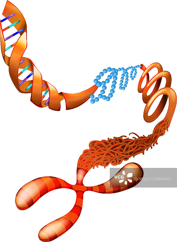 DNA染色体图片素材