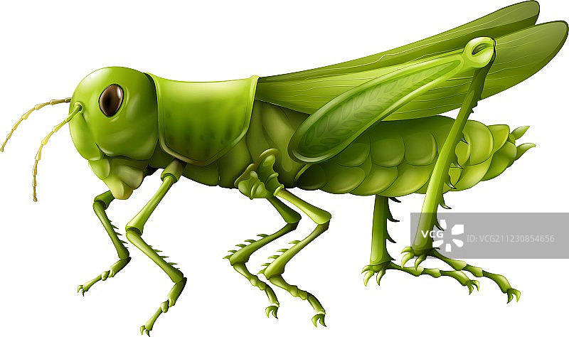 蚱蜢图片素材