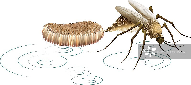蚊子产卵图片素材