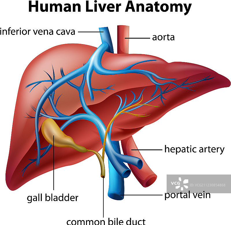 人体肝脏解剖图片素材