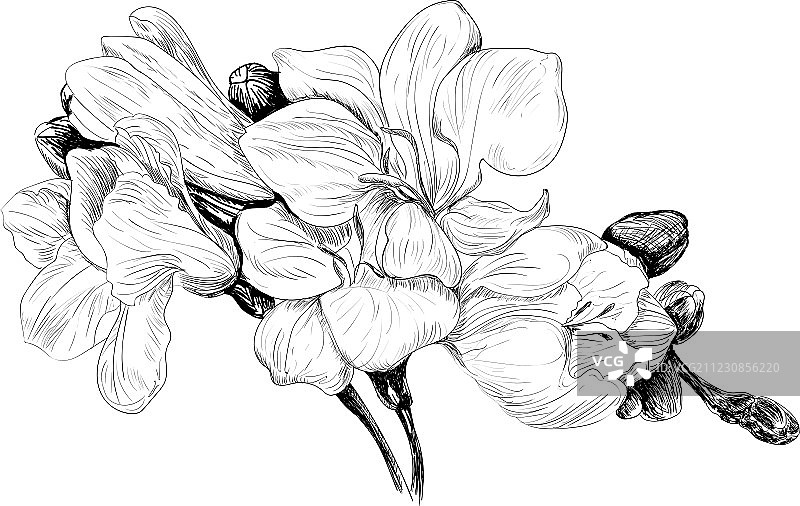 小苍兰花卉素描图片素材