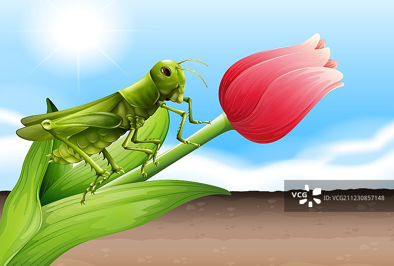 花骨朵上的蚱蜢图片素材