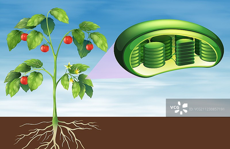 植物细胞解剖图片素材