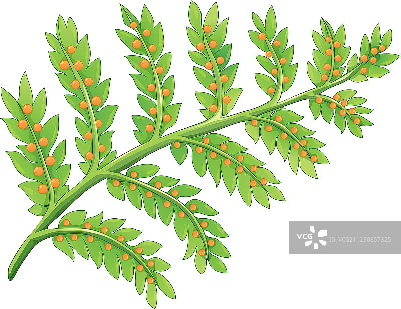 蕨类植物图片素材