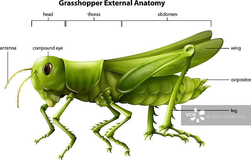 蚱蜢解剖图图片素材