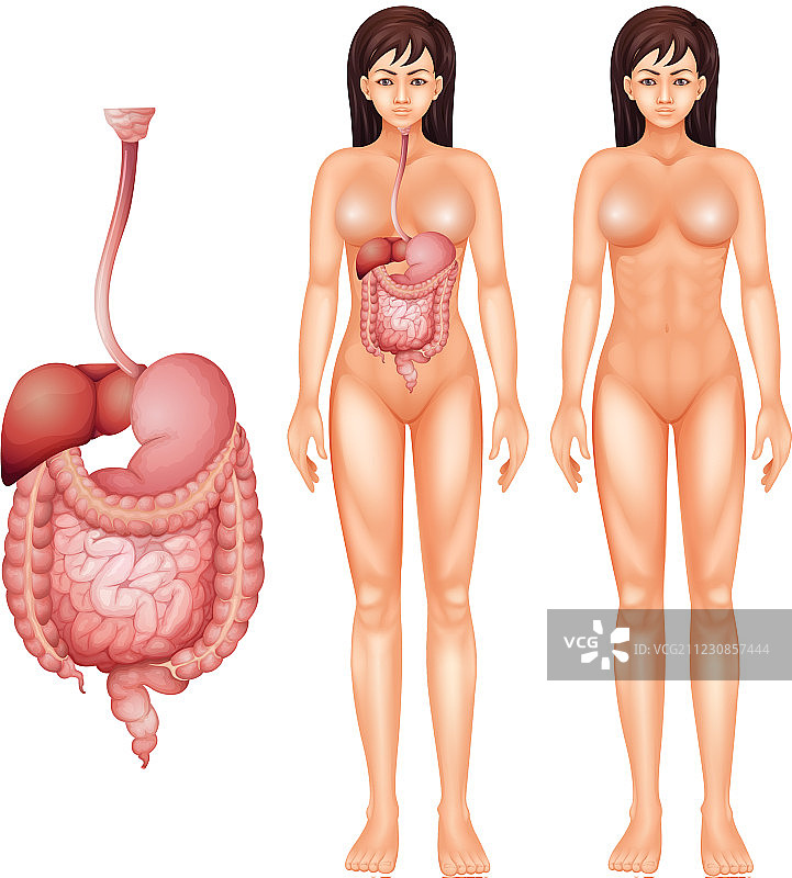 人体消化系统图片素材