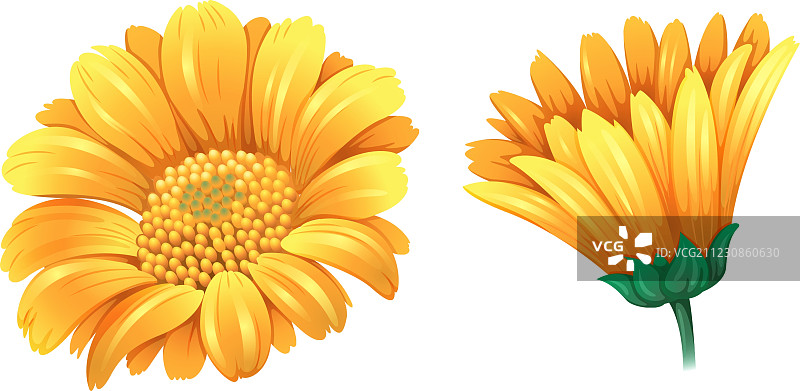 一朵鲜花图片素材