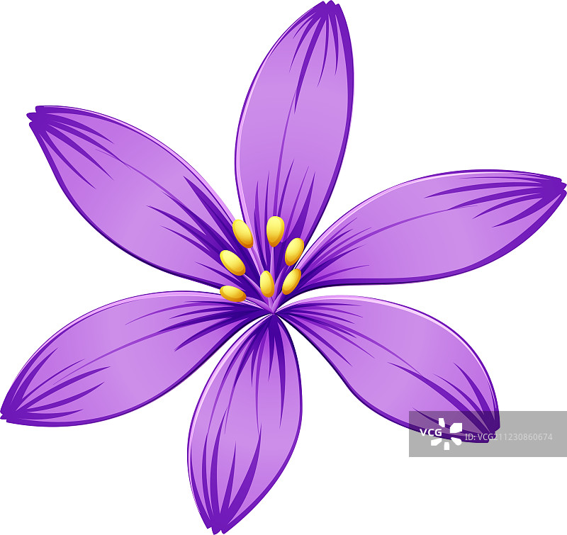 一朵五瓣紫色花图片素材