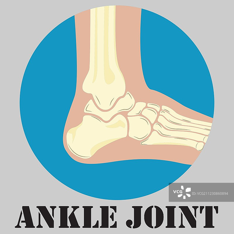 人体踝关节标志图片素材