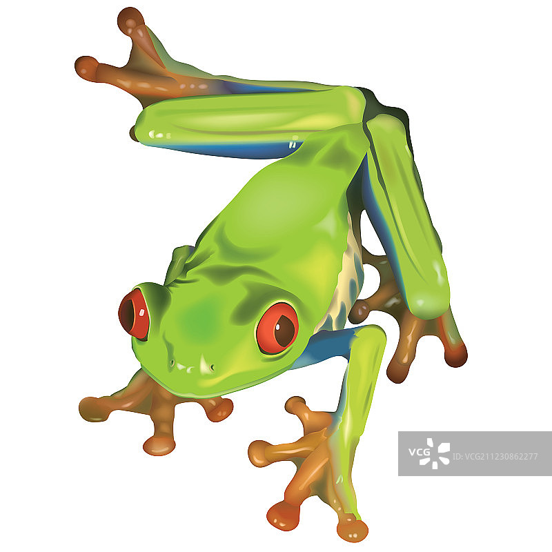 树蛙图片素材