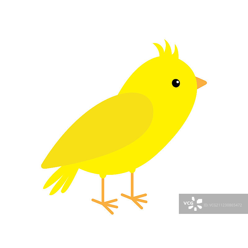 黄色羽毛的金丝雀，白色背景图片素材