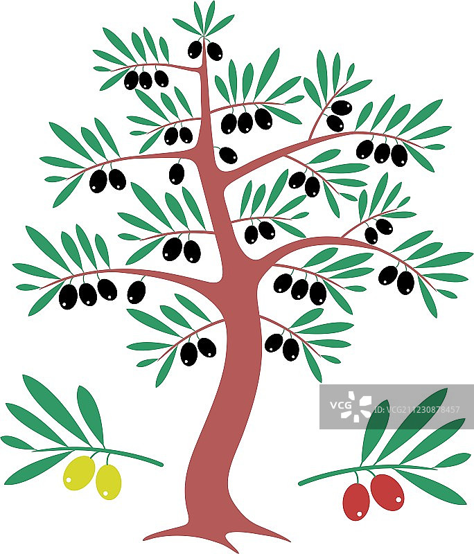 橄榄树图片素材