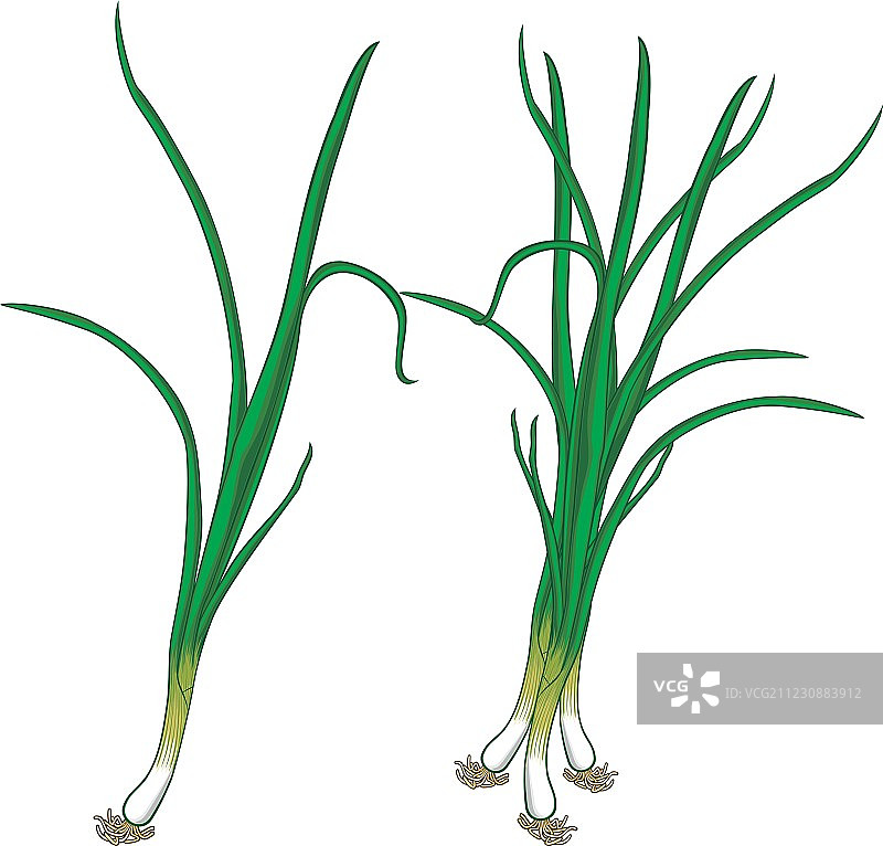 新鲜的葱图片素材