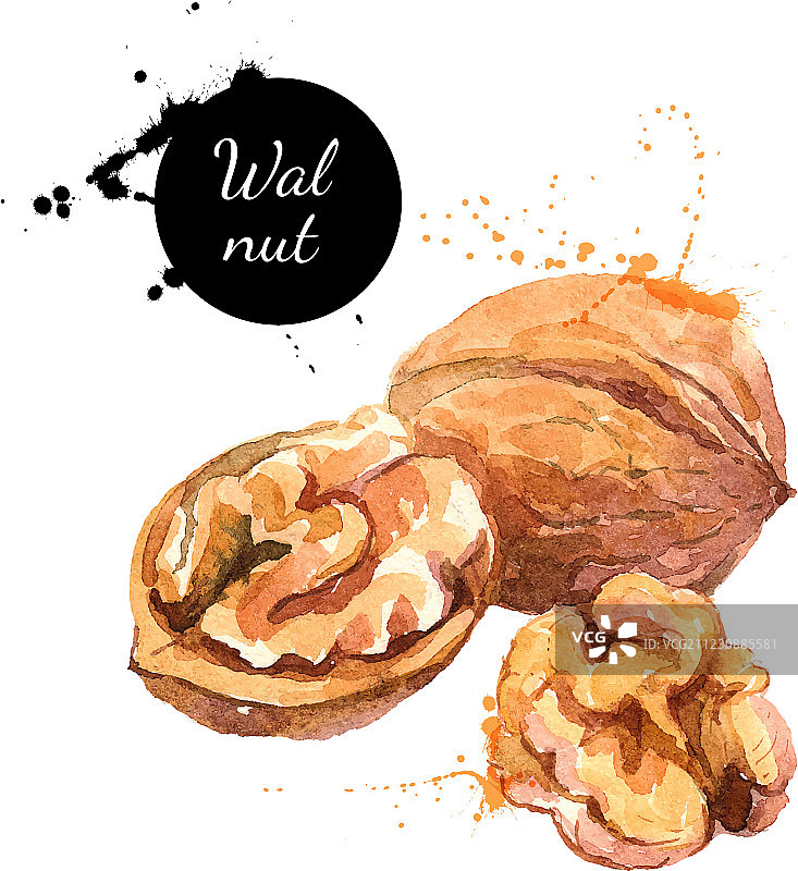 手绘水彩核桃图片素材