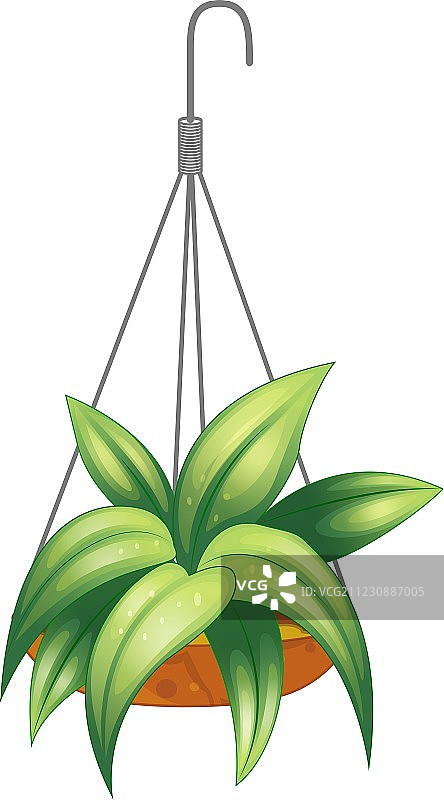 一盆悬挂的绿色植物图片素材