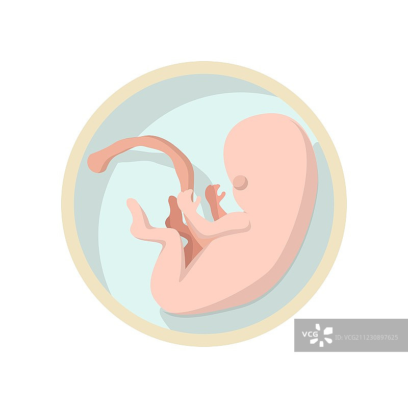 子宫里的婴儿卡通图标图片素材